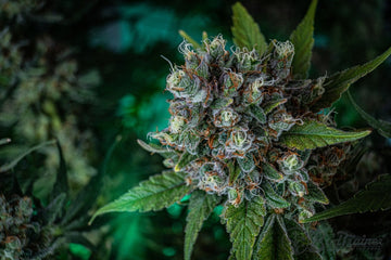 Close-up of a cannabis flower in the late flowering stage, showing dense buds, orange pistils, milky-amber trichomes, and sugar leaves coated in resin.