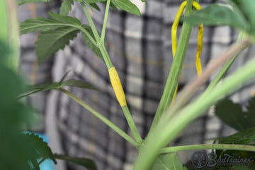 A broken cannabis branch splinted with yellow BudSavers tape wrapped directly over the break, holding the two halves together while it heals.