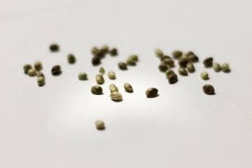 Cannabis seeds laying on a white surface, focused on the middle of the image and blurry on the sides