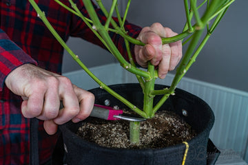 How to Harvest & Dry Cannabis (Step-by-Step Guide)