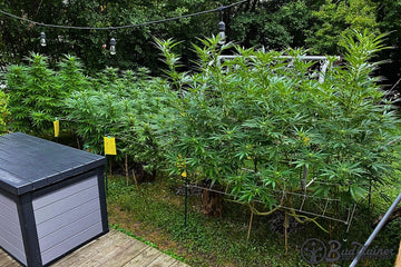 Massive outdoor cannabis plants trained with a trellis net