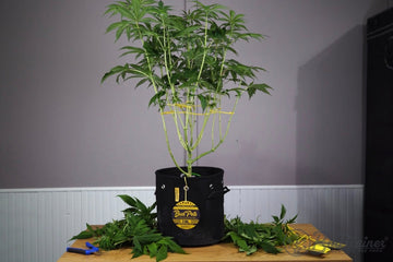A defoliated cannabis plant in a BudPots fabric grow pot with BudHuggers tie-downs and trimming shears, showing the open structure left after shade leaves are removed.