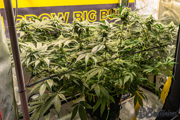 Cannabis plants in flower growing through a trellis net inside a grow tent, frosty colas across the canopy, a yellow BudTrainer banner on the back wall and a hygrometer hanging at the top.