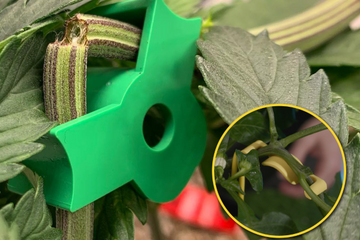 Green LST clip support tool attached to a broken plant stem with leaves in the background