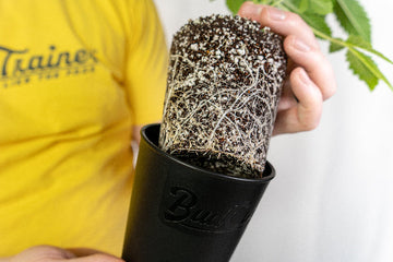 How to Use the BudCups: Planting and Transplanting Guide (2026)