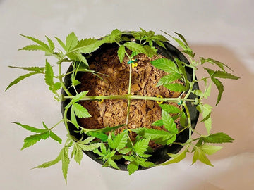 A manifolded cannabis plant growing in a BudPots fabric grow pot, showing the symmetrical framework of evenly spaced colas.