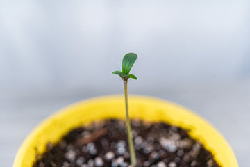 A newly germinated cannabis seedling emerging from soil in a yellow BudCups nursery pot.