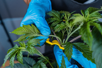 Close-up of BudTrainer BudClips installed on a cannabis branch while a grower positions the stem by hand, demonstrating how BudClips hold a controlled bend for cleaner canopy structure, improved light exposure, and easier low-stress training (LST).