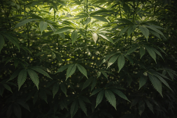 Cannabis canopy development overview showing healthy plant structure, light capture, and how an even canopy improves light distribution to lower bud sites.