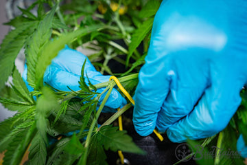 How to Low-Stress Train (LST) Cannabis (Step-by-Step Guide)