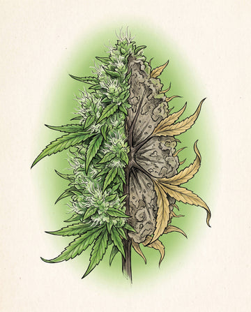 A cannabis cola cut open to reveal gray-brown bud rot decay inside while the outside of the flower still looks green and healthy.