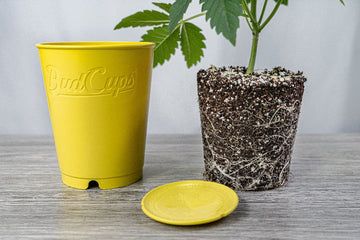 BudCups yellow nursery pot beside a healthy cannabis seedling full of roots