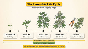 The cannabis life cycle as a timeline: germination 3 to 10 days, seedling 2 to 3 weeks, vegetative 3 to 8 plus weeks, flowering 8 to 11 weeks, then harvest; about 3 to 5 months for a photoperiod and 2 to 3 for an autoflower.