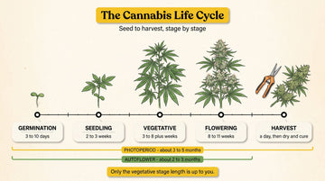 Master seed-to-harvest cannabis lifecycle timeline showing the five growth stages in order - germination, seedling, vegetative, flowering, and harvest - with the typical duration of each stage and photoperiod versus autoflower bands.