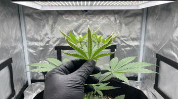 The top of a young cannabis plant under an LED light, a gloved hand holding its upper leaves, whose leaflets are folded upward along the center vein with pale edges while the lower fan leaves lie flat.