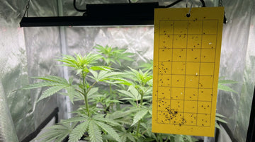 A yellow sticky card with a black grid hanging from a hook beside young cannabis plants in a grow tent under an LED bar, its catch showing as tiny dark specks scattered unevenly over the card, with a loose clump near the bottom and a few white flecks.