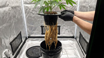 Black-gloved hands lifting a net pot out of a black deep water culture bucket in a grow tent, a long curtain of brown, matted, slimy cannabis roots dripping water below it, the bucket lid set aside on the tent floor.
