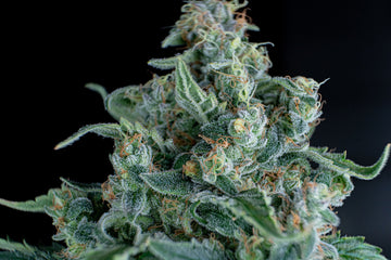 A frosty cannabis cola up close against a black background, its bracts and sugar leaves coated in white trichomes that sparkle like frost, with thin orange pistils curling out of the bud.
