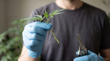 A grower in gloves holding a freshly cut cannabis clone in one hand and a small pair of bypass snips in the other.