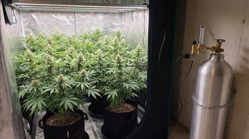 A grow tent with its door open, flowering cannabis in black fabric pots under an LED bar light, and beside it an aluminum CO2 cylinder chained to a concrete wall with a brass regulator, gauge, flow meter and solenoid valve feeding a tube into the tent.