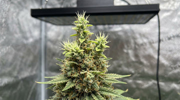 The top of a frosty cannabis cola in a grow tent under a black LED light, dense with orange pistils lower down, with several pale lime-green foxtail spires of new calyxes and white pistils rising from its tip toward the lamp.