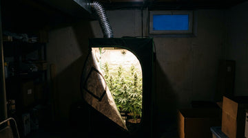 A dark basement at night with a black grow tent standing open and glowing from inside, flowering cannabis plants under the light, a silver duct leaving its top and a small basement window showing deep blue night.