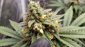 The top of a frosty cannabis cola in late flower with curled orange pistils, a black-gloved fingertip below it, and four small pale yellow banana-shaped anthers poking out between the calyxes.