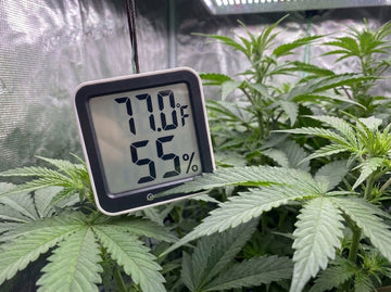 Close-up of a small white square digital thermometer and hygrometer hanging on a cord among healthy green cannabis fan leaves inside a grow tent, its display reading 77.0 F and 55 percent.