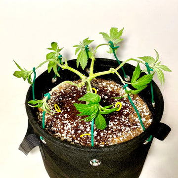 Cannabis plant in a fabric grow pot secured with BudTrainer BudHuggers tie-down anchors, demonstrating early mainline training to spread branches outward, reduce apical dominance, and build a wider, more even canopy.