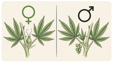 A female cannabis plant with white pistils marked by the Venus symbol beside a male cannabis plant with pollen sacs marked by the Mars symbol.