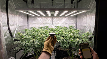 A gloved hand holding a light meter sensor level among the tops of a flat, flowering cannabis canopy in a silver grow tent, facing up at a wide bar-style LED light on rope hangers.