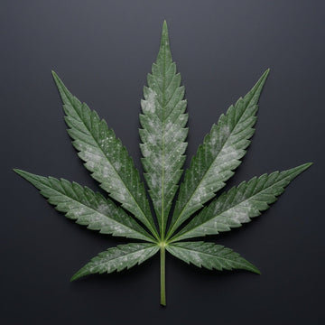 A single cannabis fan leaf lying flat on a dark gray background, its green leaflets dulled by grayish-white powdery mildew blotches along the midribs.