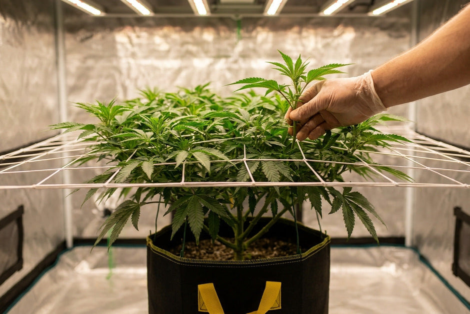 Scrog Screen Screen of Green (SCROG): The Complete CannabScreen of Green (SCROG ...