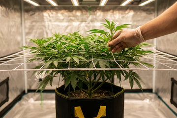 A cannabis plant trained through a screen of green (SCROG) net, its branches woven horizontally to fill the screen evenly.