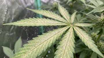 A cannabis fan leaf in a grow tent covered in fine pale pinprick stippling from spider mites, with a patch of fine silk webbing between two leaflets holding tiny pale mites.