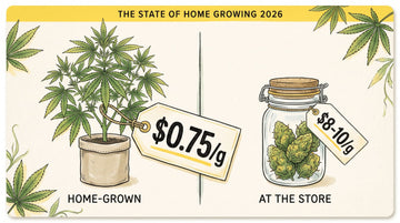 Diagram comparing home-grown cannabis at $0.75 per gram with store-bought cannabis at $8 to $10 per gram, from the State of Home Growing 2026 survey.