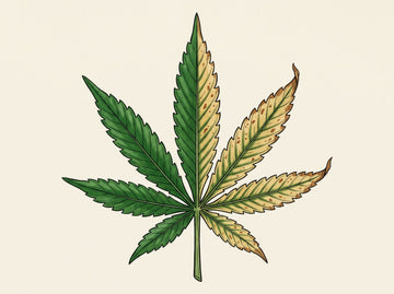 A single cannabis fan leaf split down the middle: the left half healthy deep green, the right half yellowed between its veins with rust flecks and browning tips, the visual signature of a nutrient deficiency.