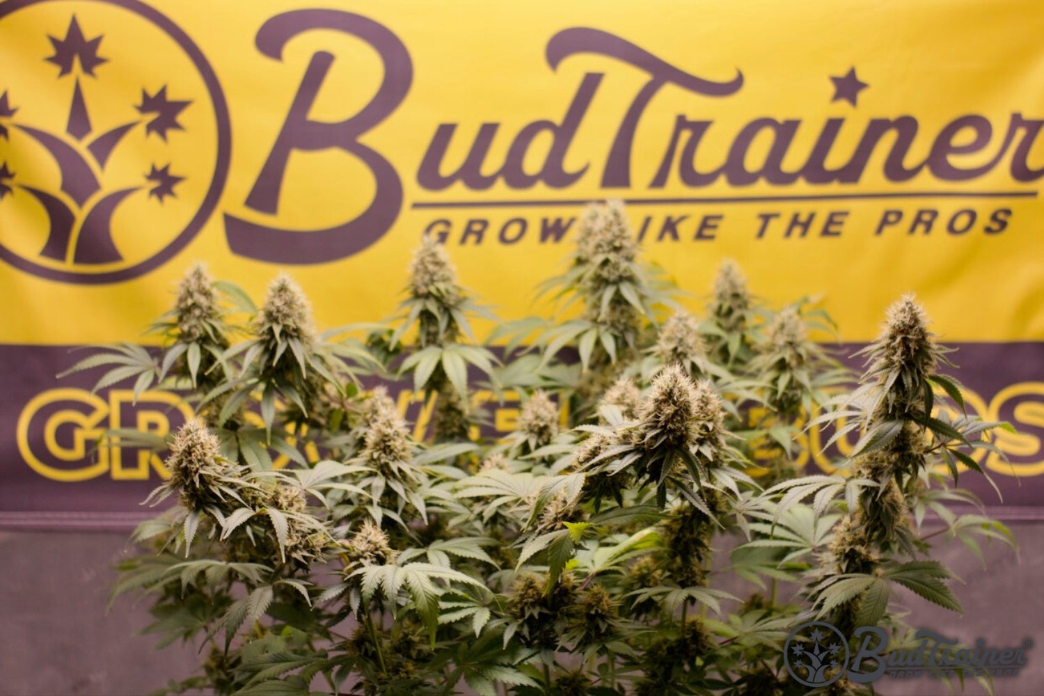 Mature cannabis flowers in full bloom with a BudTrainer banner in the background, the payoff of a grow run start to finish.