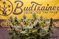 Mature cannabis flowers in bloom with BudTrainer banner in the background.