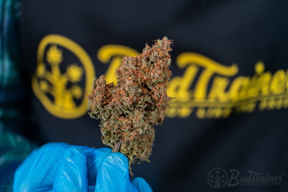 A dried trimmed cannabis bud held in a hand showing the trichome-frosted surface of properly trimmed weed ready for cure.