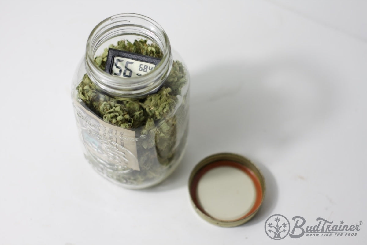 Burping a mason jar of curing cannabis buds with a mini hygrometer on the lid showing 62 percent relative humidity, lid placed beside the open jar for gas exchange.