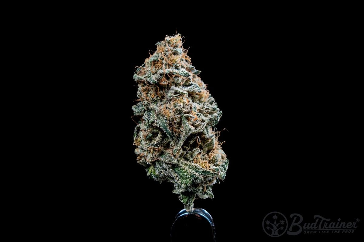 Close-up of a dried cannabis bud showing dense trichome coverage, the resin glands that hold cannabinoids and terpenes preserved by careful trimming.