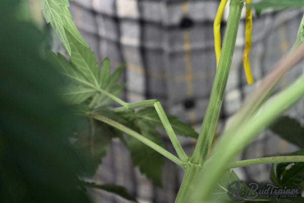 Partially snapped cannabis branch before repair during low-stress training, showing the break point on the stem.