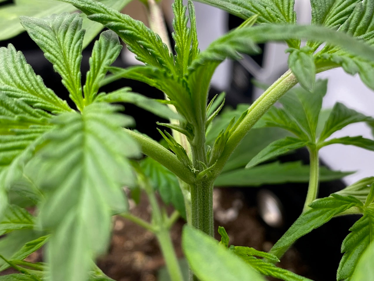 Close-up of white pistils (hairs) emerging on a cannabis plant in early flower - a sign the plant has already entered flowering after the 12/12 flip, not the trigger for it.