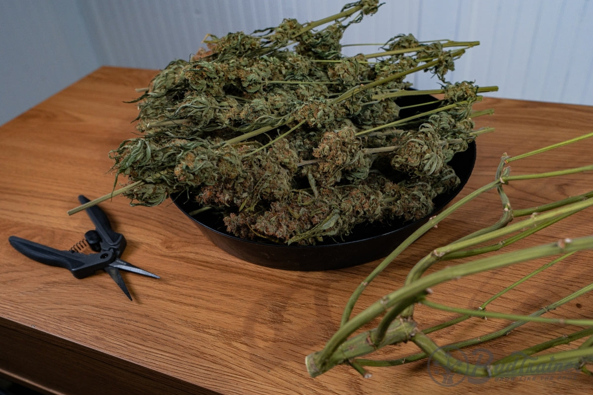 How to Trim Cannabis: Wet or Dry (2026 Guide)  BudTrainer