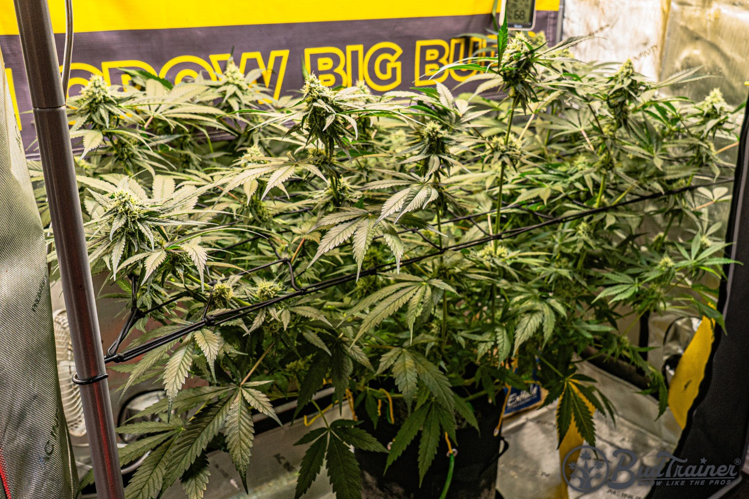 Cannabis plants supported through a horizontal trellis net during mid-flower, with bud sites spread evenly across the canopy.