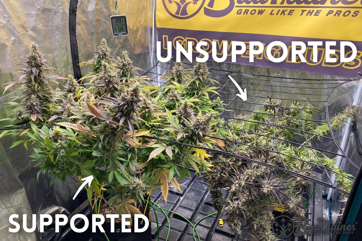 Comparison photo showing a cannabis plant with proper branch support during flowering versus an unsupported plant with branches drooping under the weight of its buds.