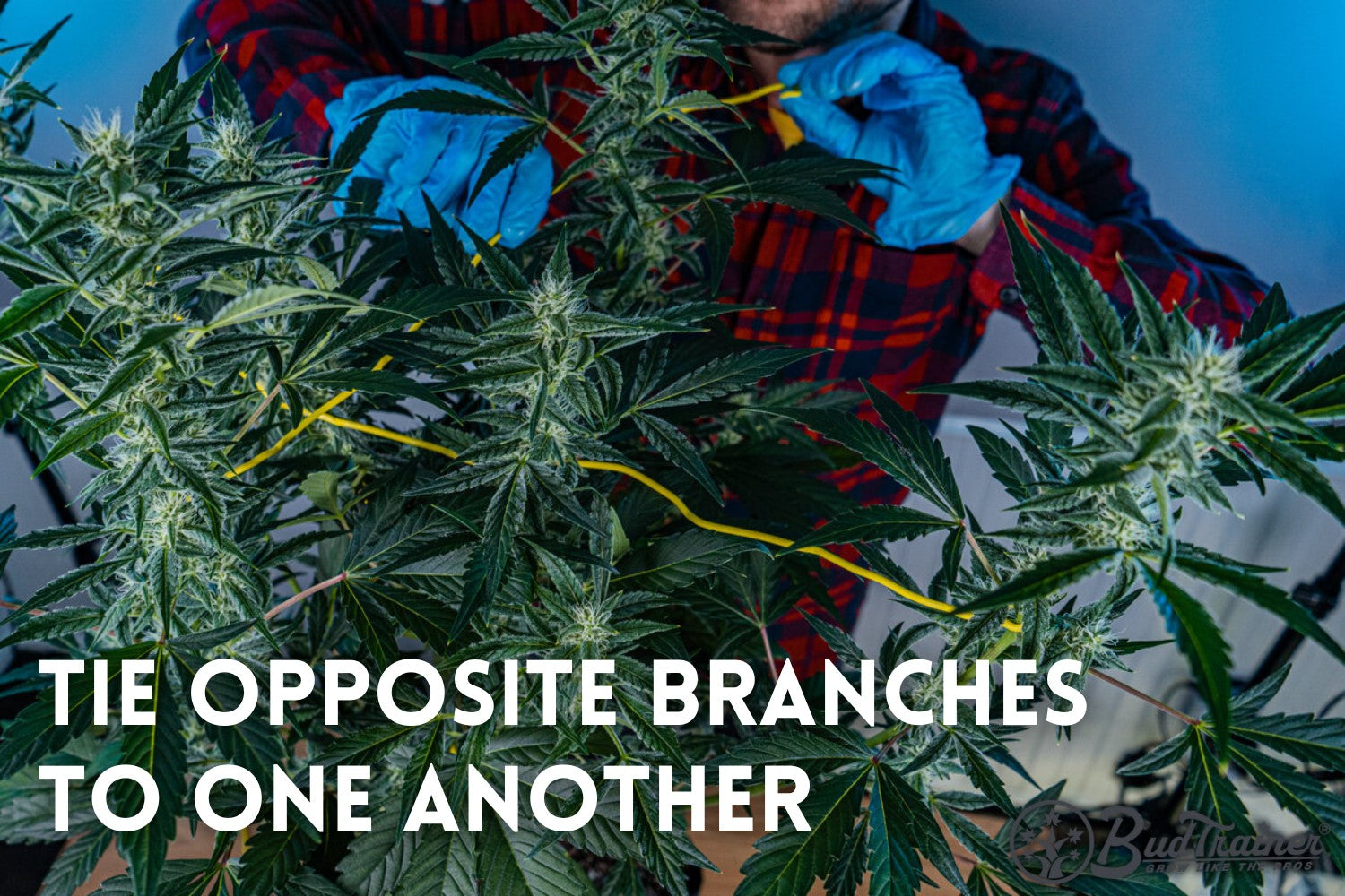 Yellow BudHuggers garden wire anchoring a flowering cannabis branch to the aluminum grommet of a BudPots fabric grow pot during mid-flower support training.