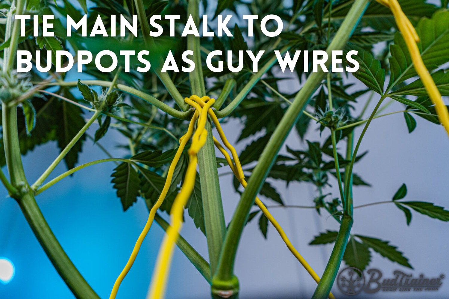 Cannabis main stalk supported with guy-wire ties during late flower to prevent leaning under heavy bud weight.