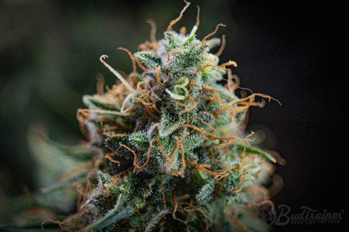 Cannabis flower in the week 8 ripening window with mostly orange-brown pistils, milky-amber trichomes, and ripe bud structure ready for trichome inspection.